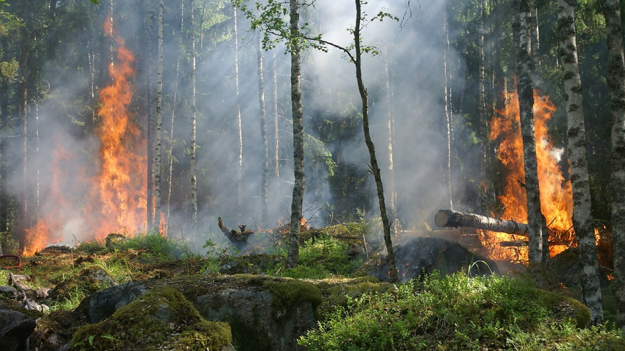 Лесостепные пожары в Баянаульском национальном парке полностью ликвидированы