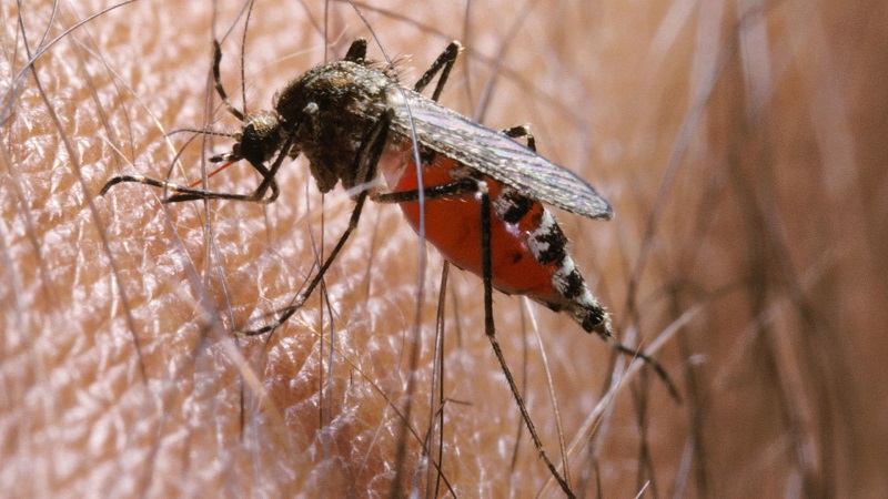Почему казахстанцам не страшна малярия   