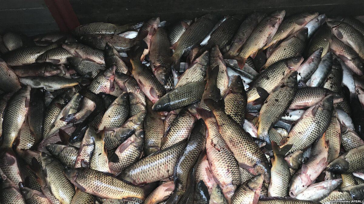 В казахстанской части Урала за выходные было собрано около четырех тонн снулой рыбы  