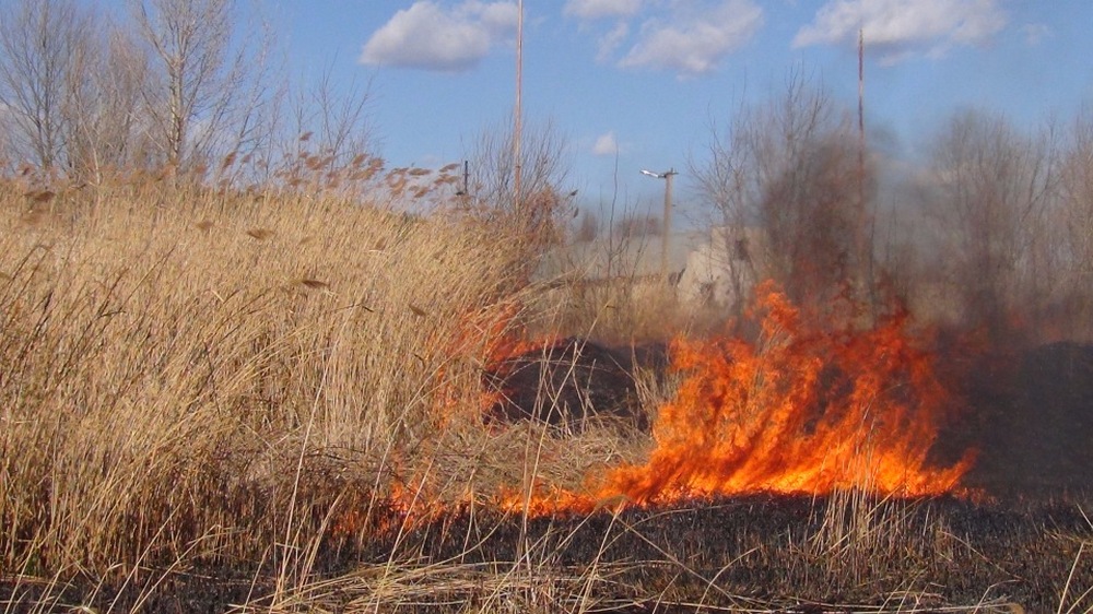 В Восточном Казахстане локализовано горение сухостоя 