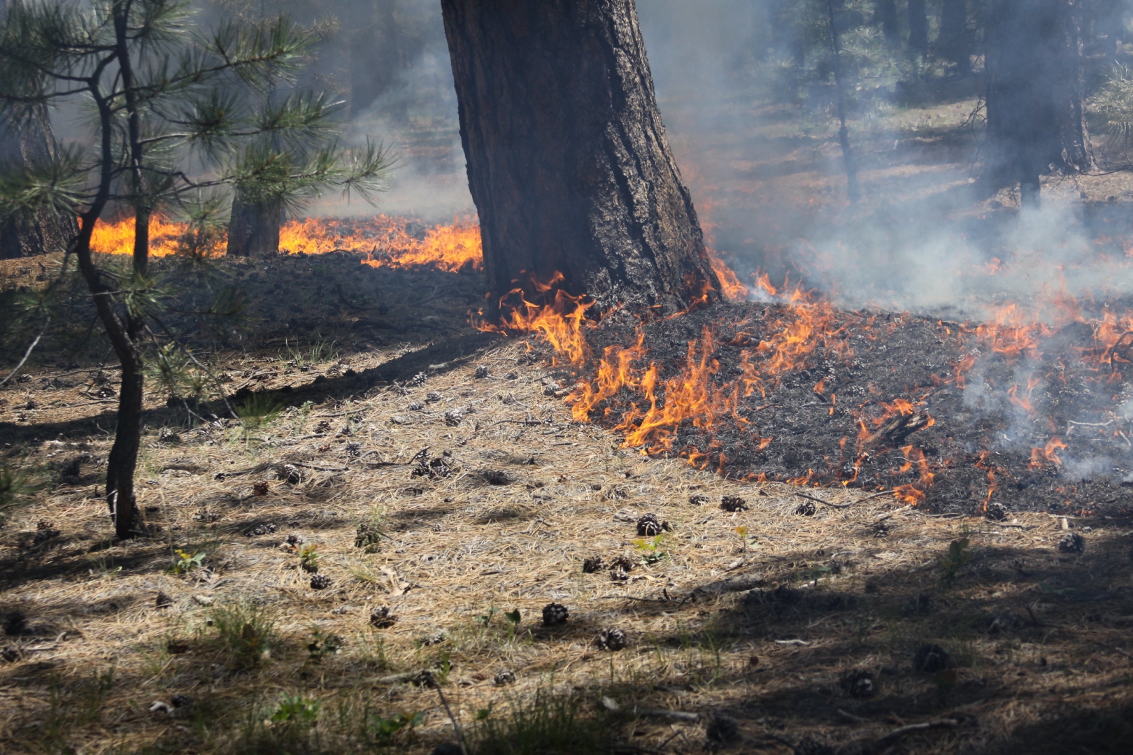 Гроза вызвала пожар в национальном парке в Павлодарской области