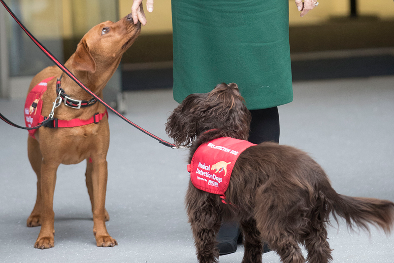 Собак для распознавания заразившихся COVID-19 могут начать использовать в аэропорту Хельсинки 