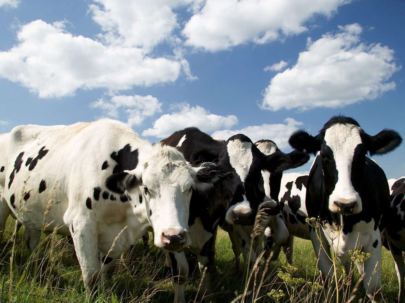 Повышение безопасности и качества молока при субклиническом мастите коров