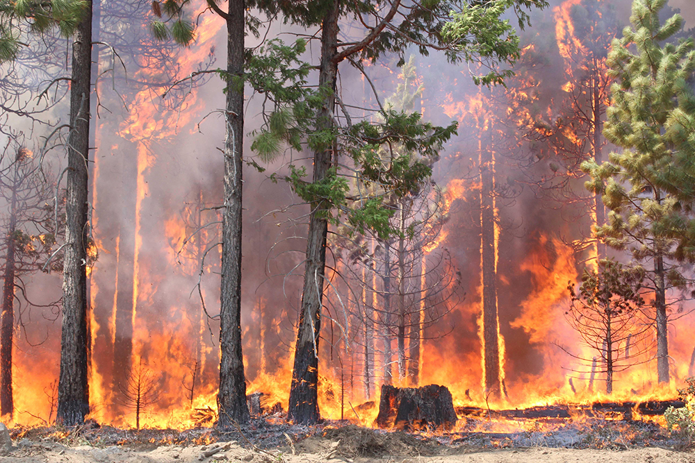 В Казахстане горит лес в Каркаралинском нацпарке