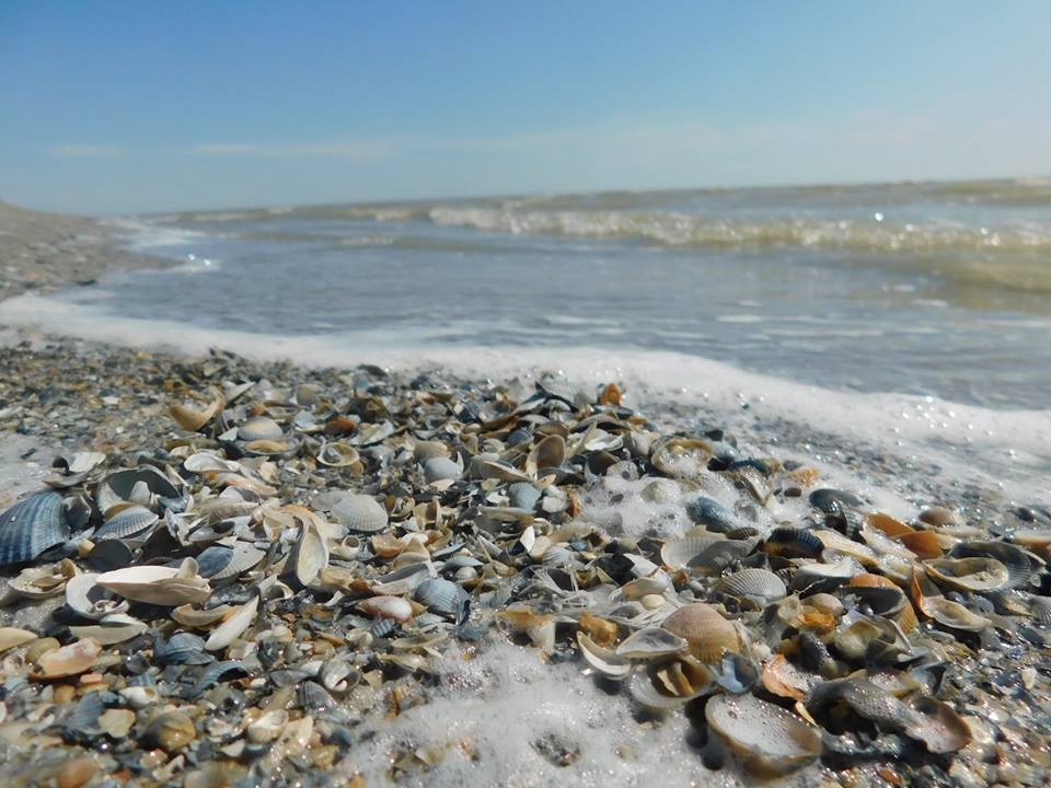 На берегу Урала в Атырау обнаружены пустые раковины моллюсков  