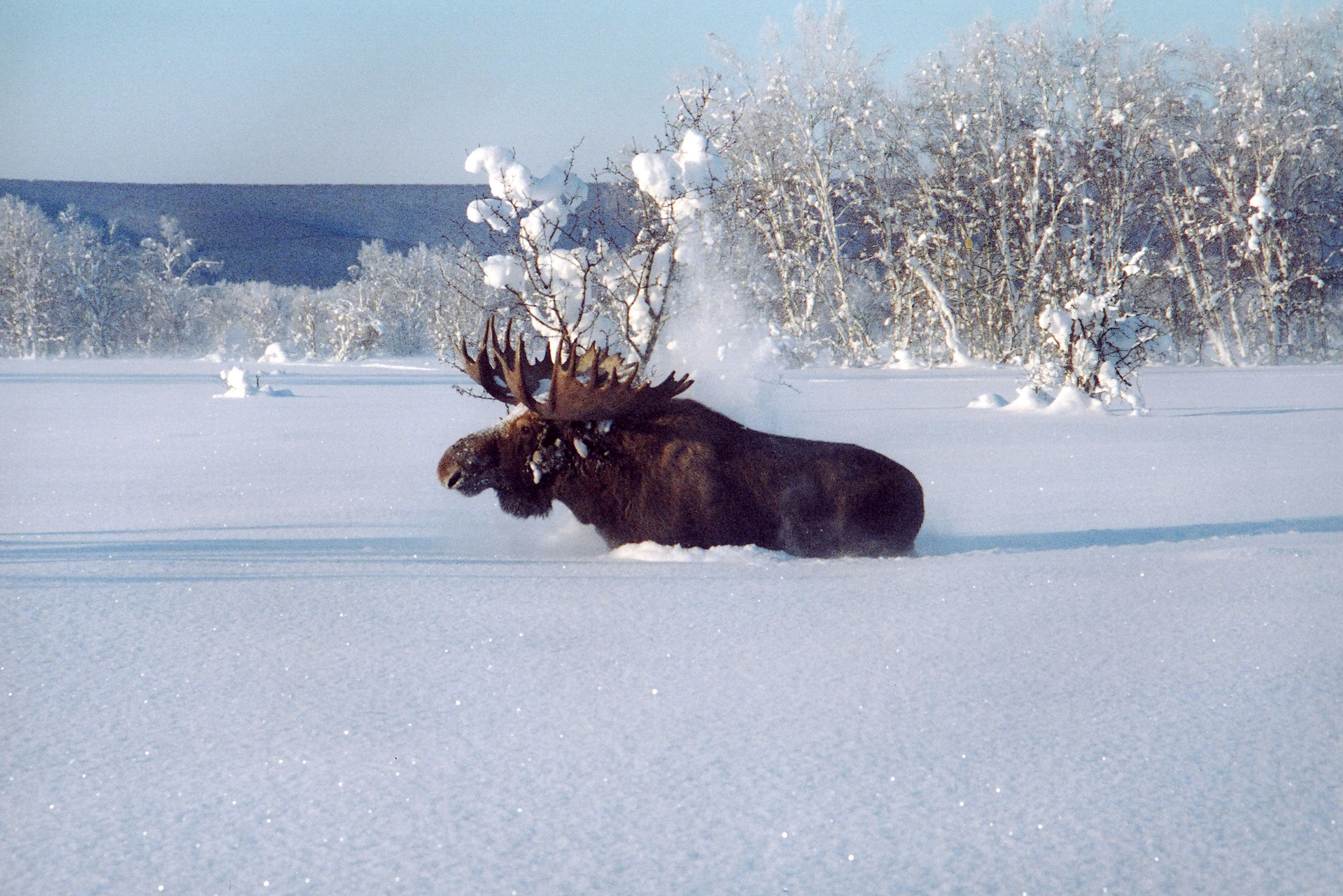 Лось на снегу фото. Лось Мурманской области. Охота на лося в Вологодской области. Лось зима. Лось в снегу.