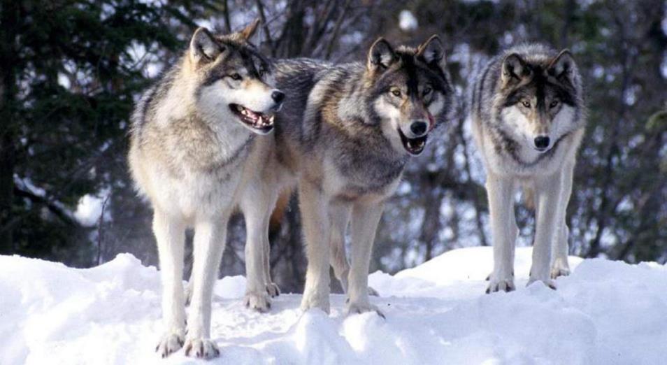 В Павлодарской области продолжают поступать сообщения о волках