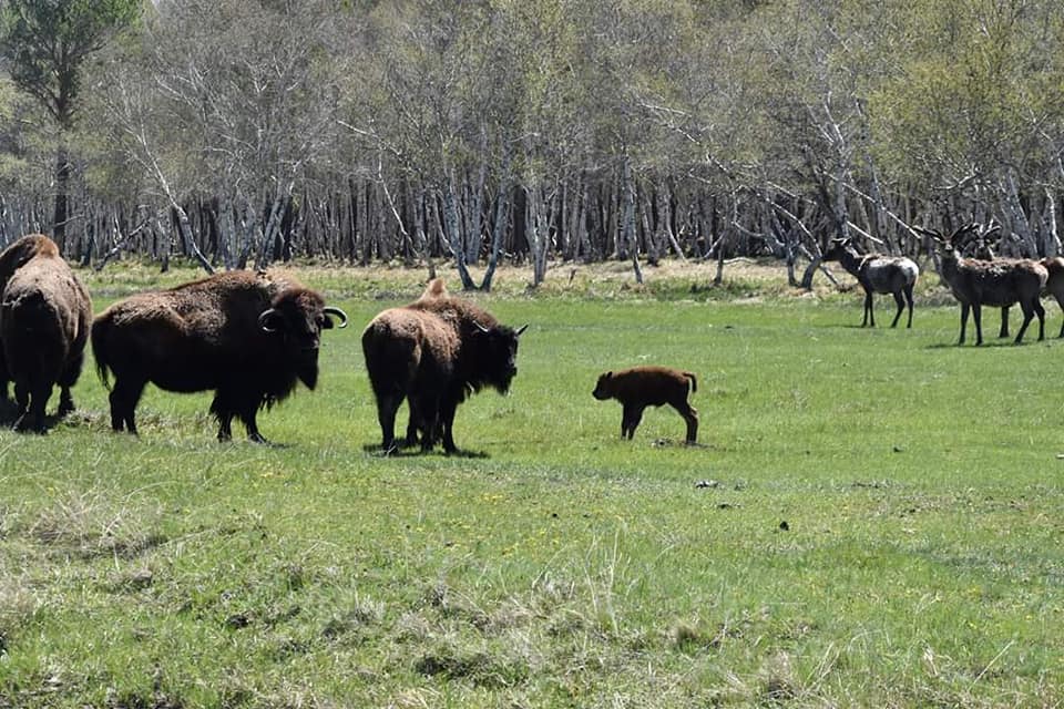 Қарқаралы мемлекеттік табиғи паркінде бизон төлдеді