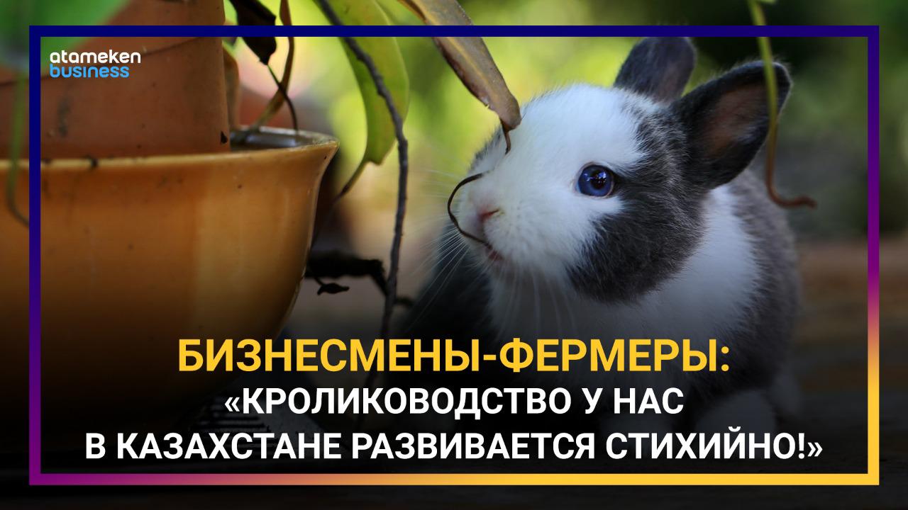 Казахстанское кролиководство не развивается из-за отсутствия господдержки? 