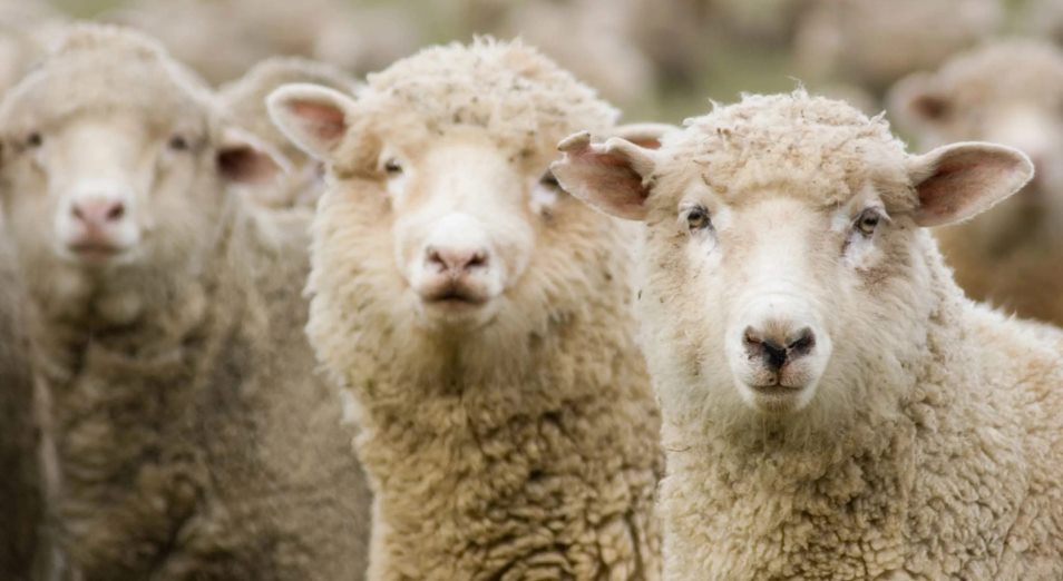 Почему в Баянаульском районе не развивается овцеводство?