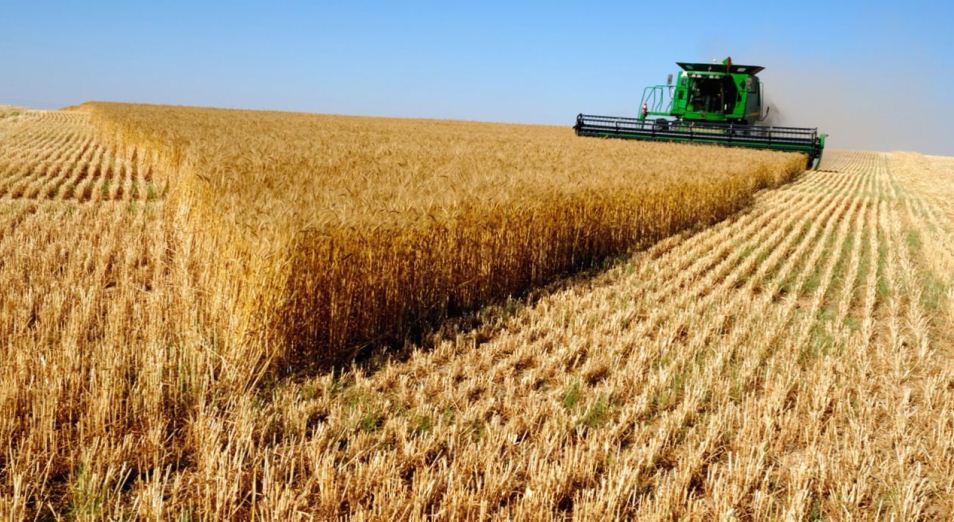 Погода снижает скорость сбора пшеницы