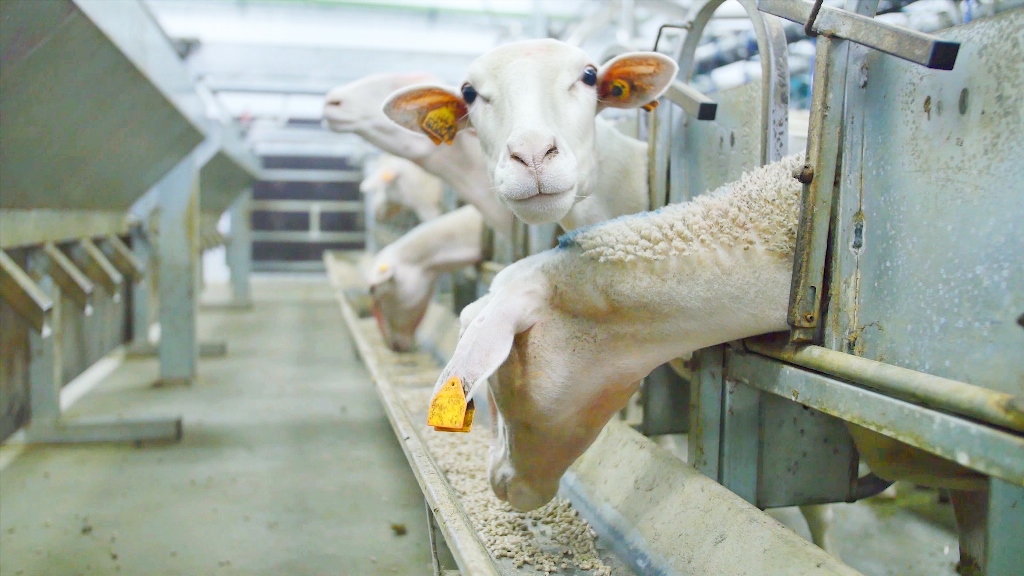 Эффективные технологии воспроизводства молочных овец