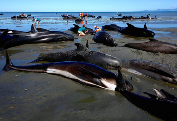 150-ге жуық қара дельфин жағаға шығып қалған