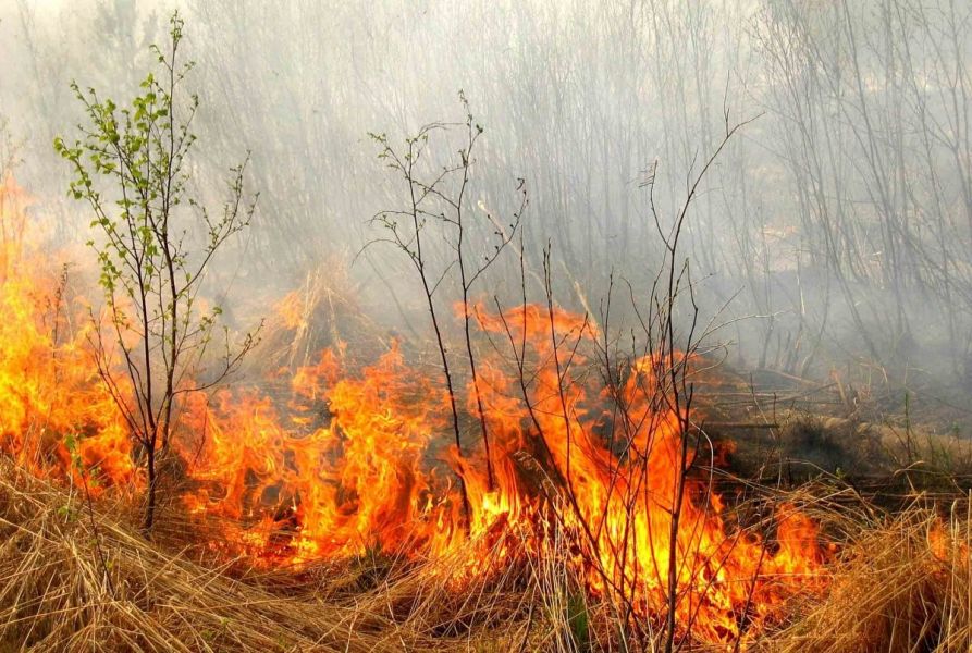 Пожарные ликвидировали горение сухостоя близ воинской части в Туркестанской области 