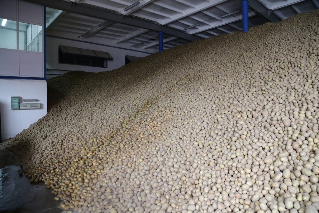 Қарағанды облысында 270 мың тонна картоп жиналды