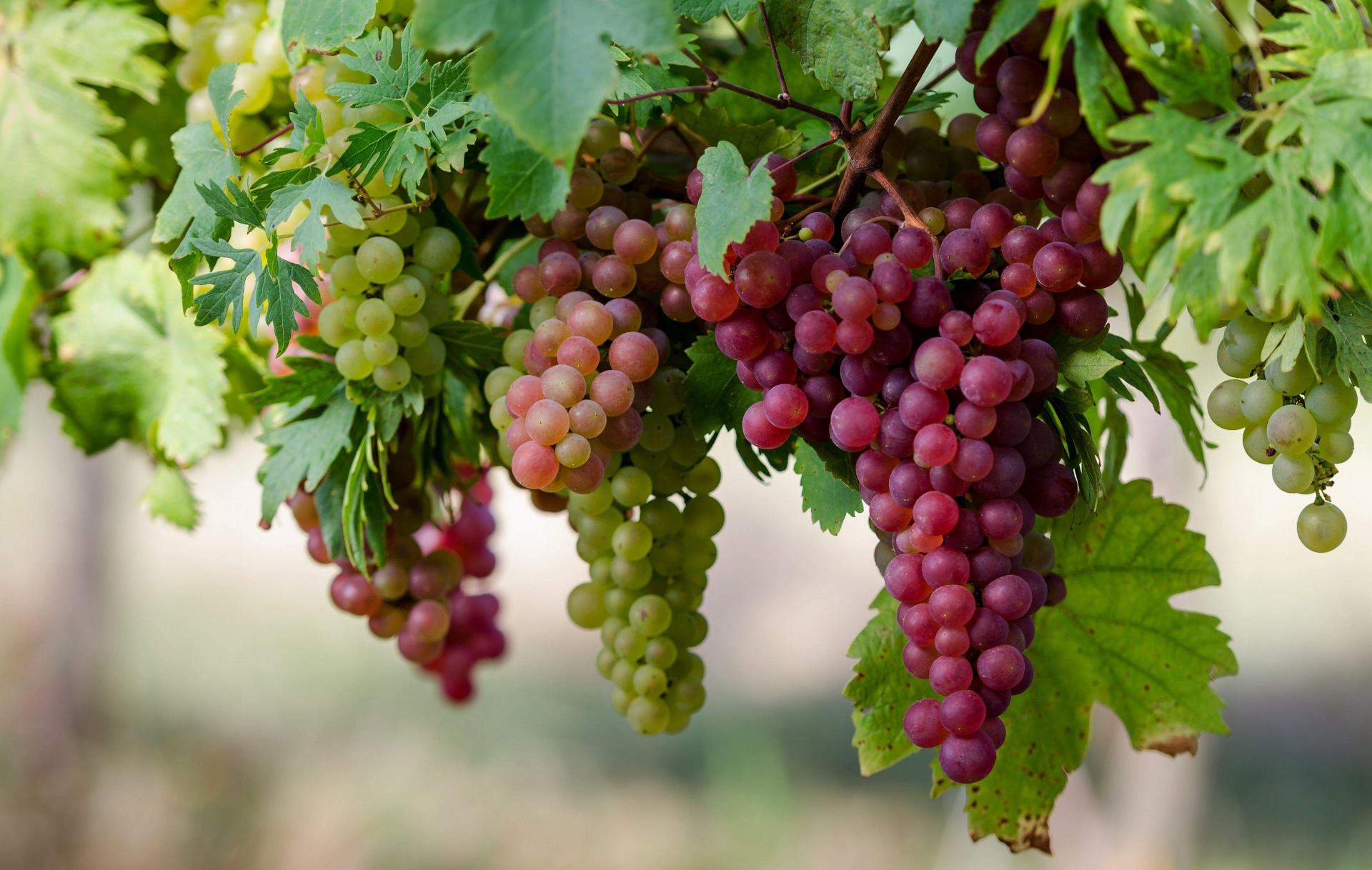 Уборка винограда продолжается в Туркестанской области