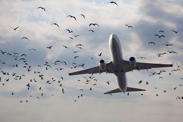 Самолет казахстанской авиакомпании столкнулся с птицами