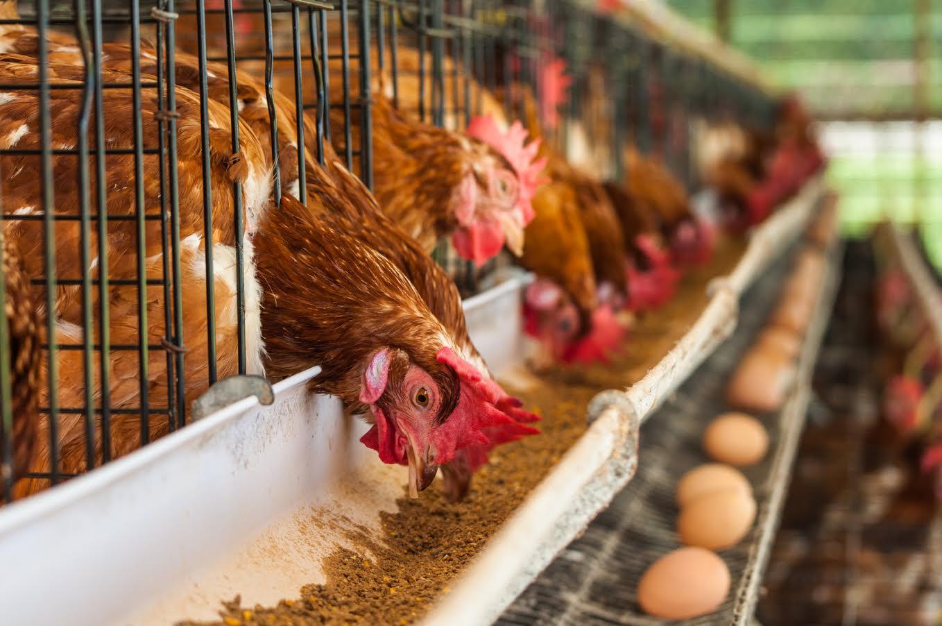 Кыргызстан ввёл запрет на ввоз мяса птицы и яиц из Казахстана