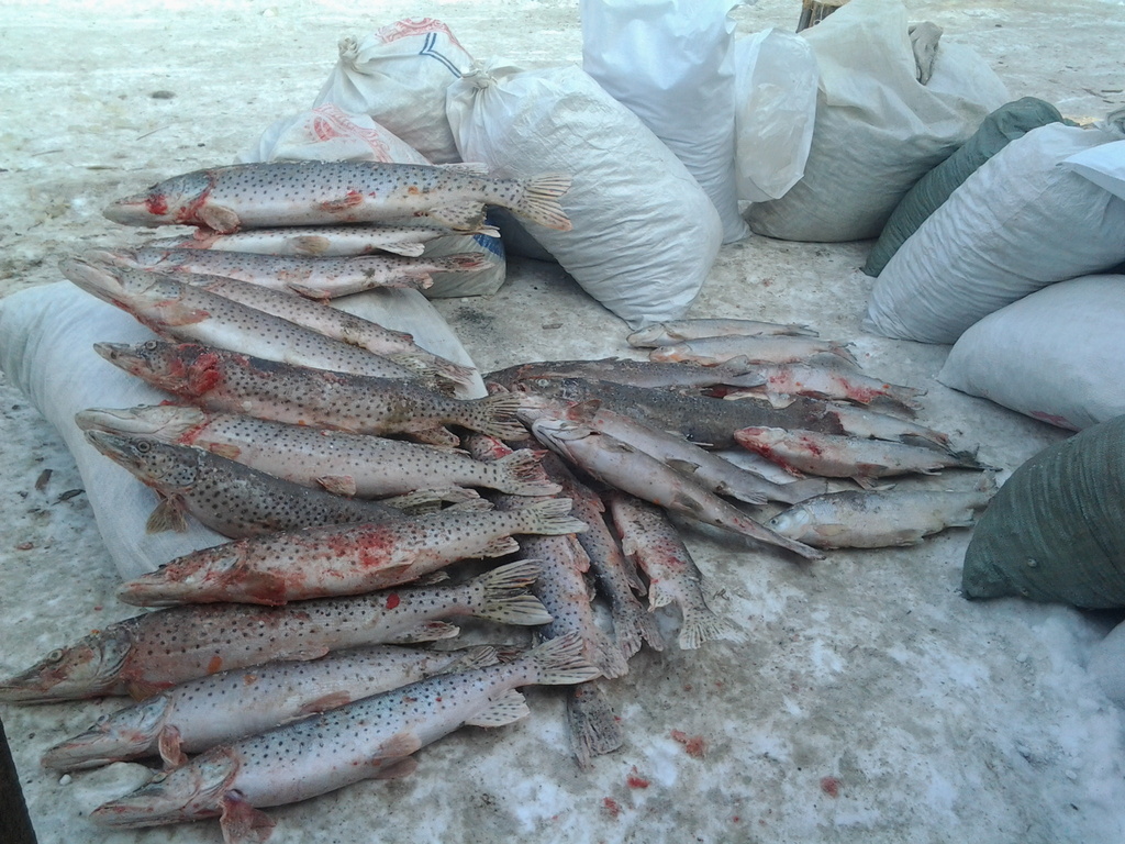 В казахстанской части Урала жители Атырау собрали порядка 1,3 тонны снулой рыбы частиковых пород  