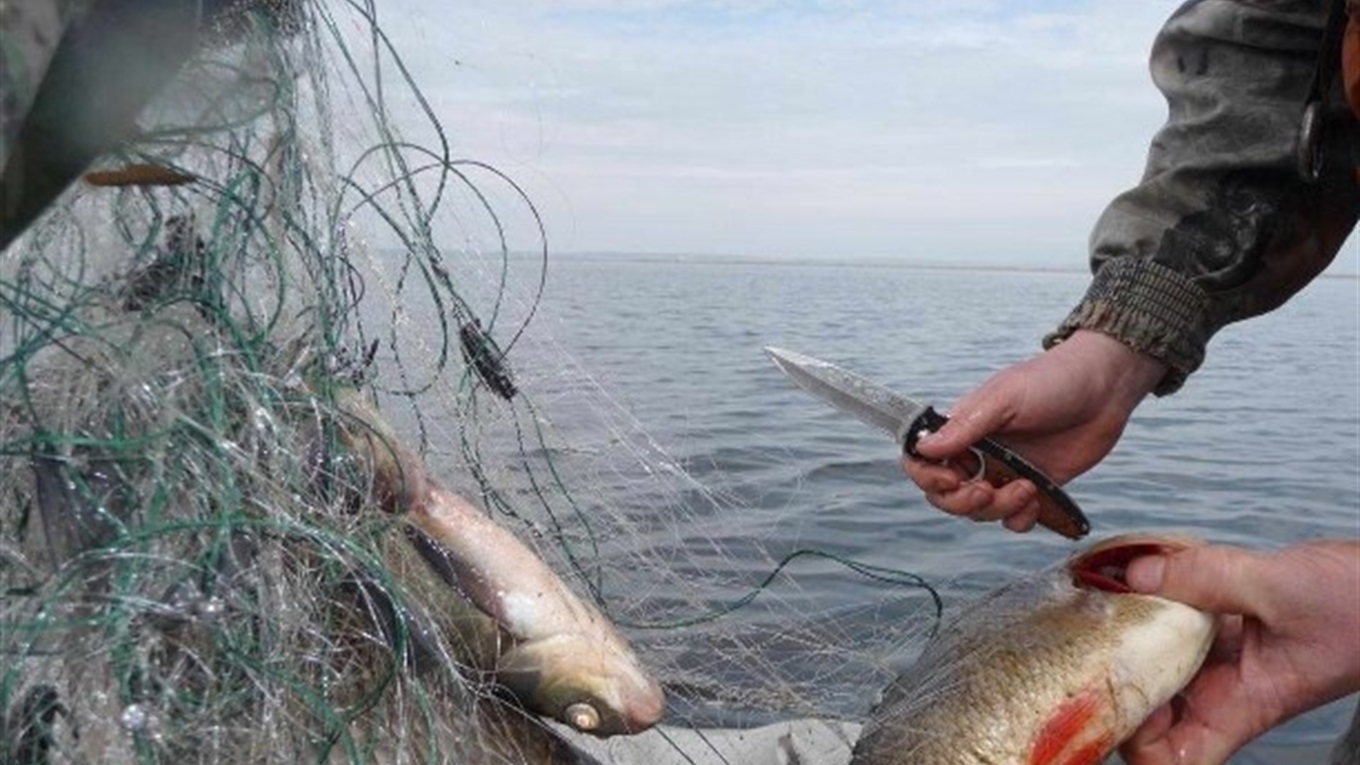 Каспий теңізінде браконьерлерден құны 85,6 млн теңге болатын балық тәркіленді