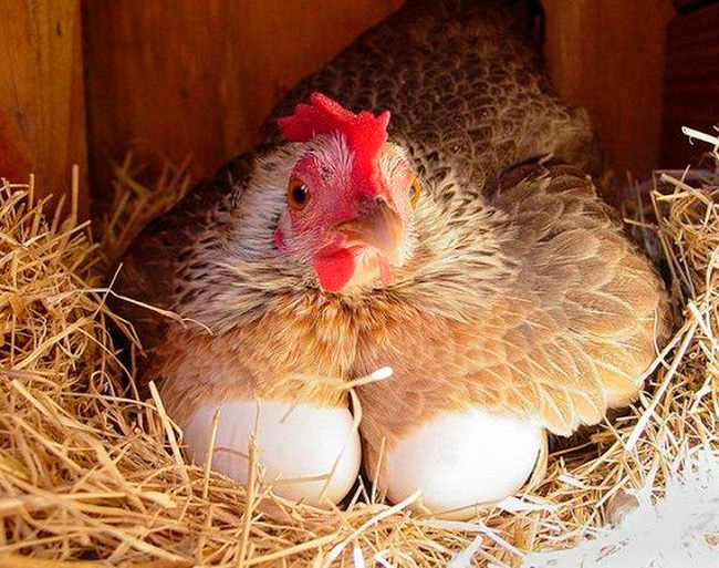 Казахстан продлит запрет на ввоз птицеводческой продукции из России – МСХ РК
