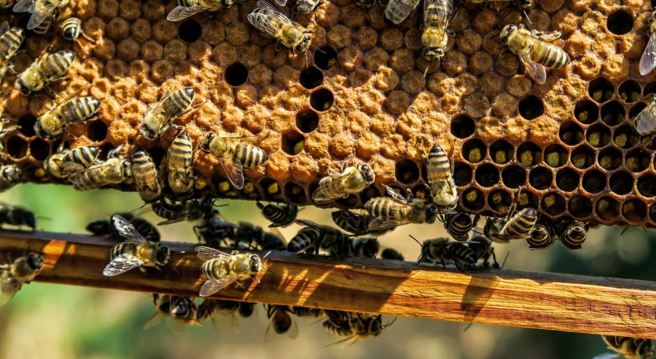 Пчеловоды ВКО переходят на канадскую технологию