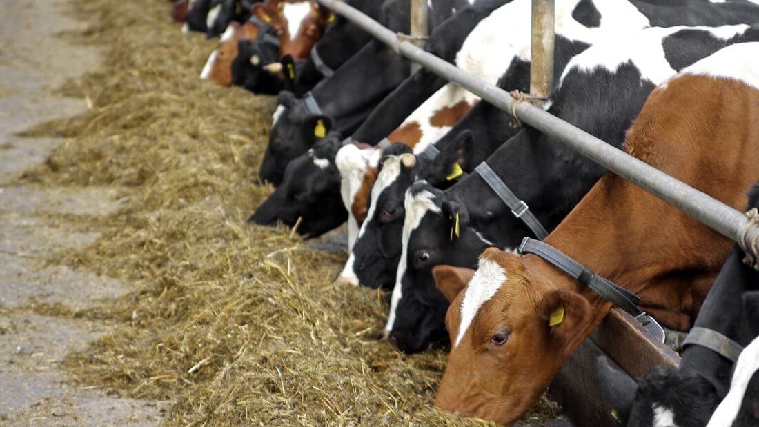 Высокоэффективные технологии повышения питательных достоинств (качества) соломы зерновых культур и использование в развитии молочного скотоводства