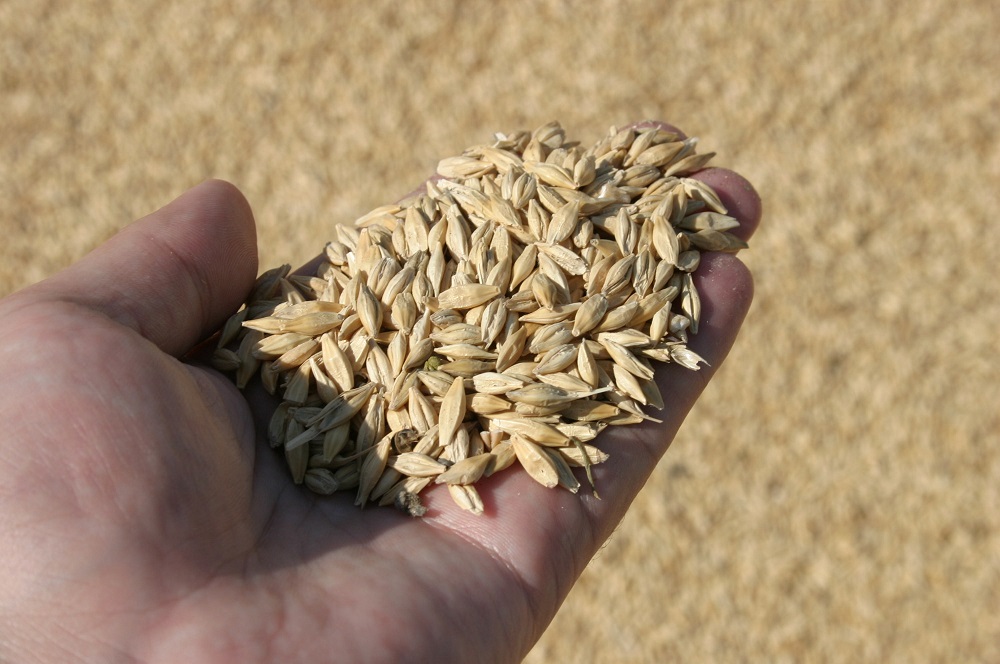 Пресечен незаконный вывоз 2300 тонн зерна с Алтая в Казахстан