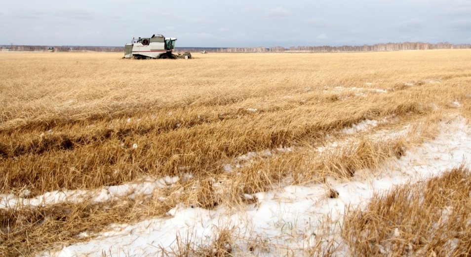 Часть казахстанских фермеров не успели собрать треть урожая зерна