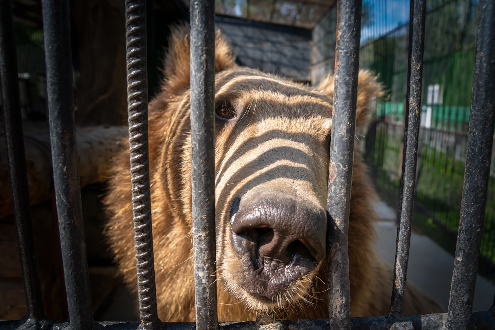 Алматинский зоопарк – 2020: карантинный сезон