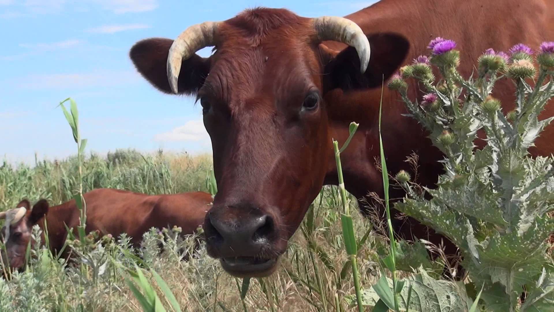 Всемирный банк готов профинансировать проект мясного животноводства в Казахстане