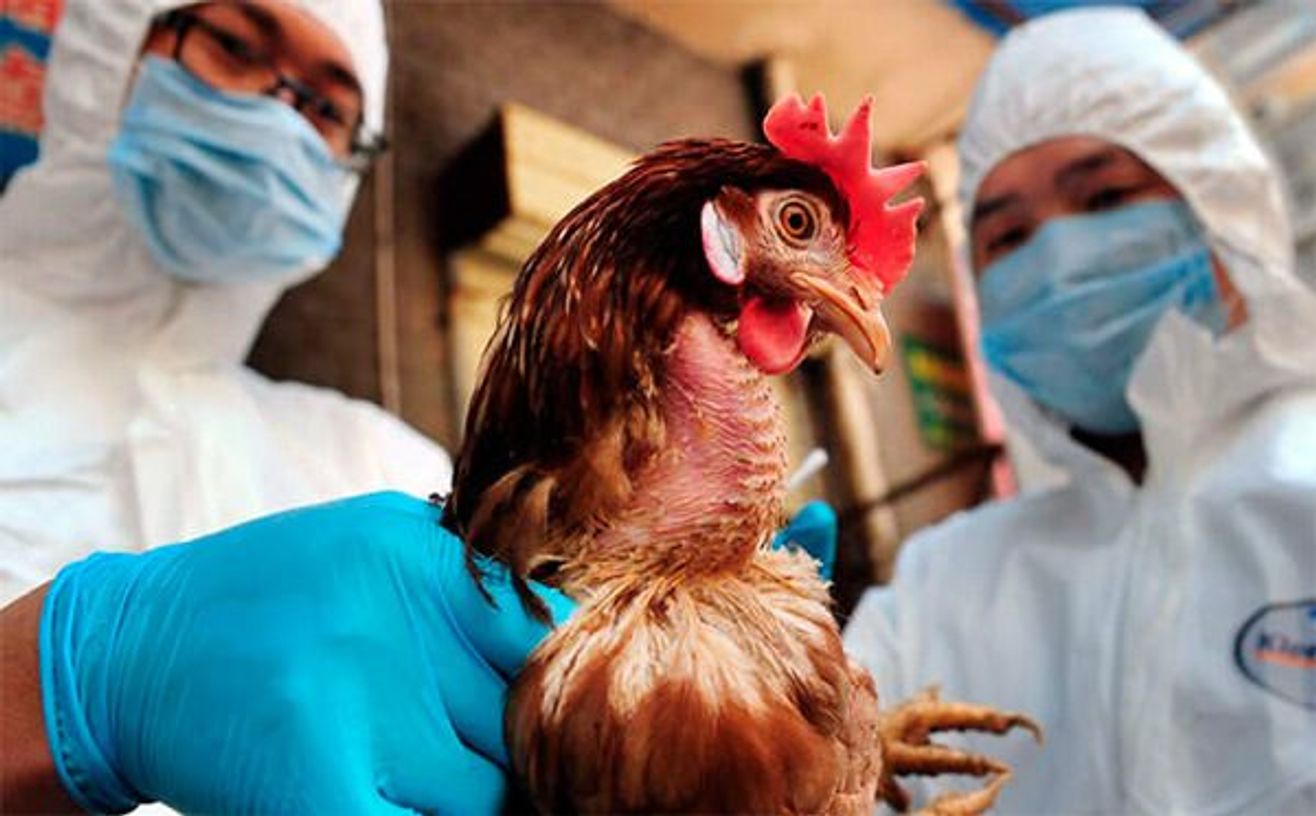 Аркалыкская птицефабрика полностью лишится поголовья из-за птичьего гриппа