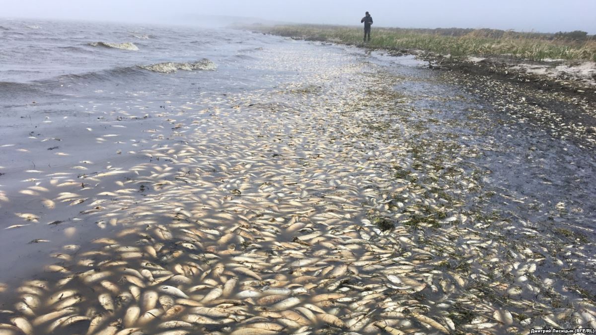 За два дня на реке Урал в Атырау собрали почти полтонны погибшей рыбы
