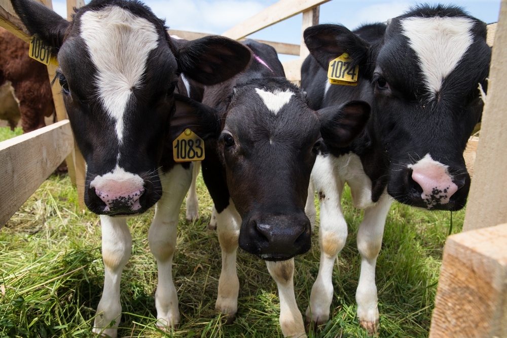 Качество молозива коров специализированных молочных пород