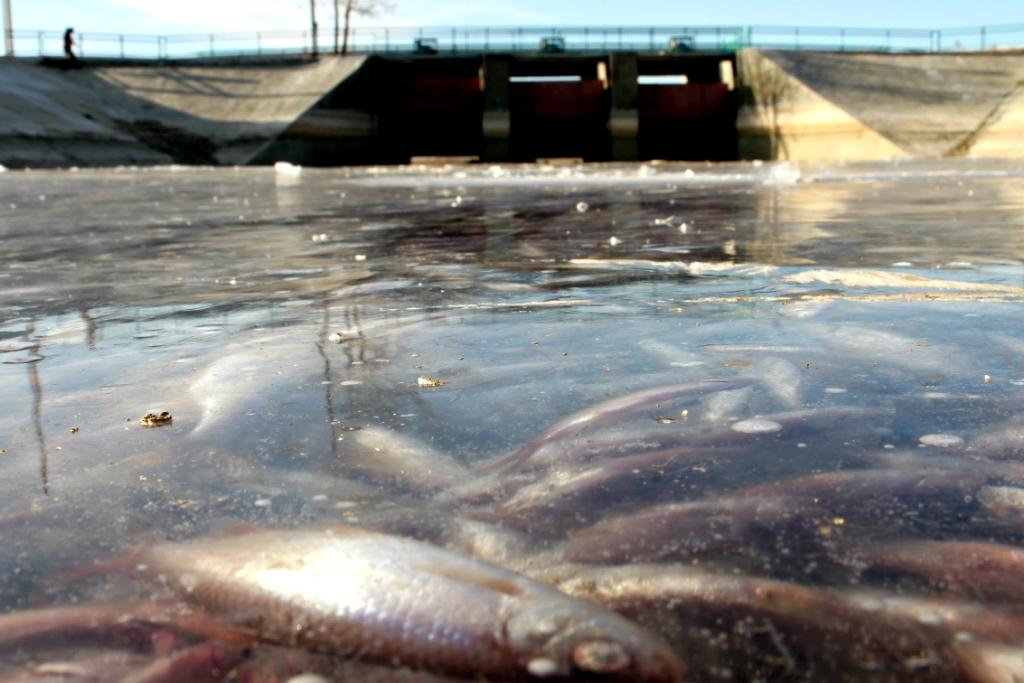 Дело о массовой гибели рыбы в Атырау передали в суд