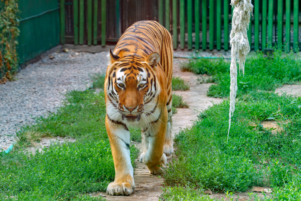 Алматинский зоопарк – 2020: карантинный сезон