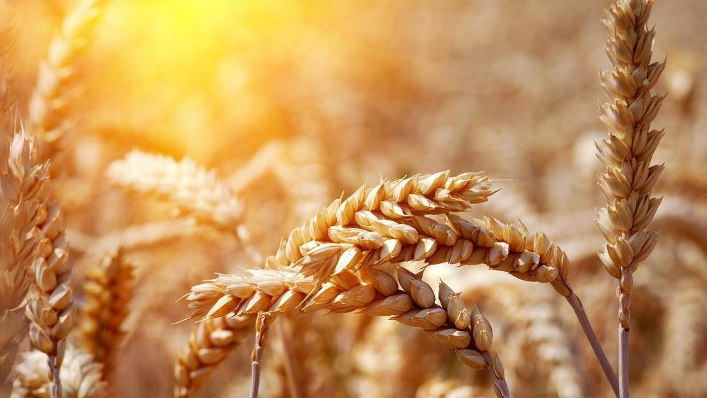 Минсельхоз США сохранил прогноз производства казахстанской пшеницы