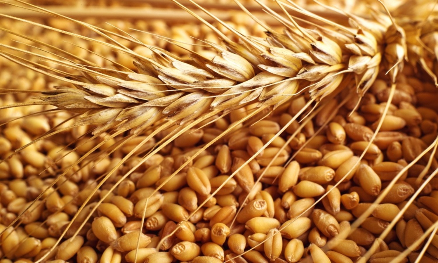 Аграрии Акмолинской области увеличили урожайность пшеницы 