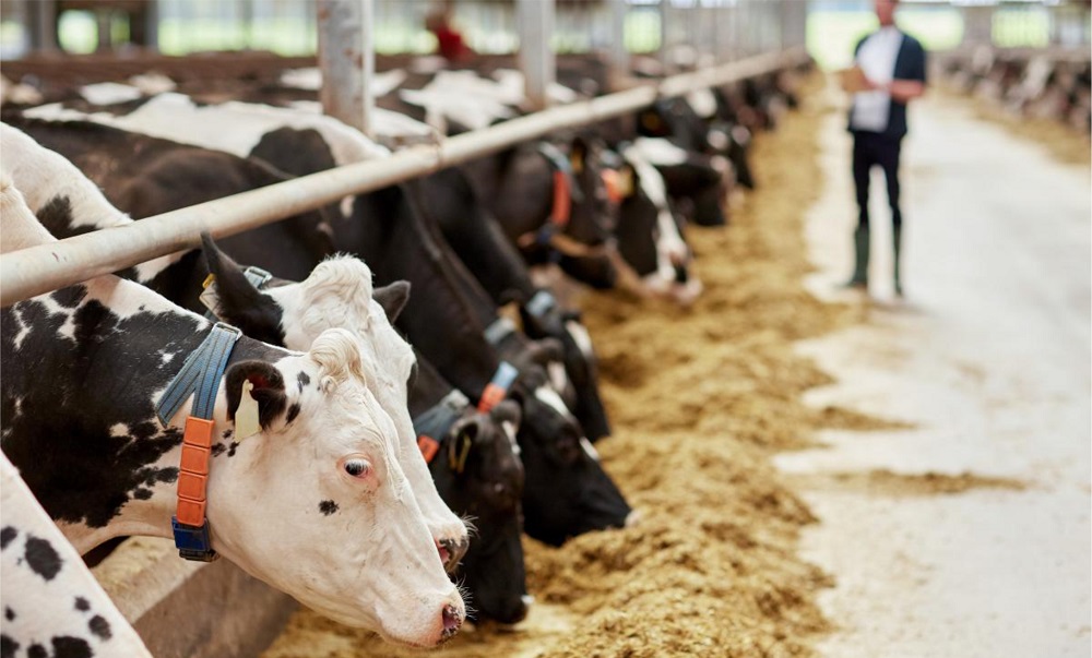 Минсельхоз увеличил субсидии для молочного животноводства