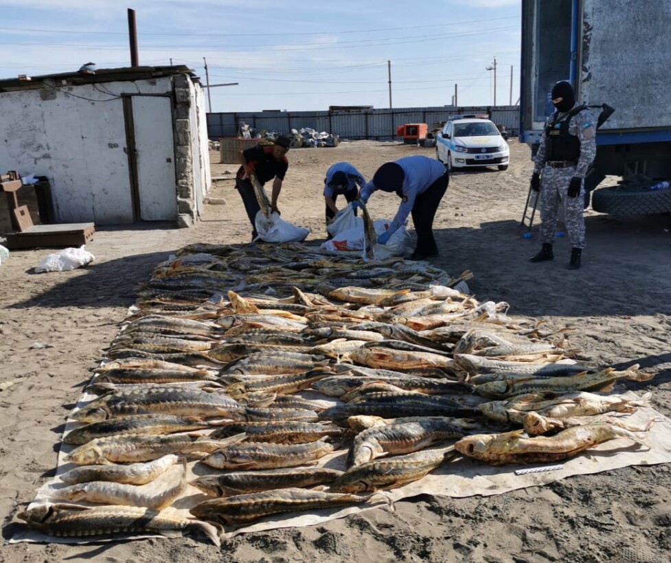 В Атырау полиция задержала браконьеров с 600 кг рыб осетровых пород