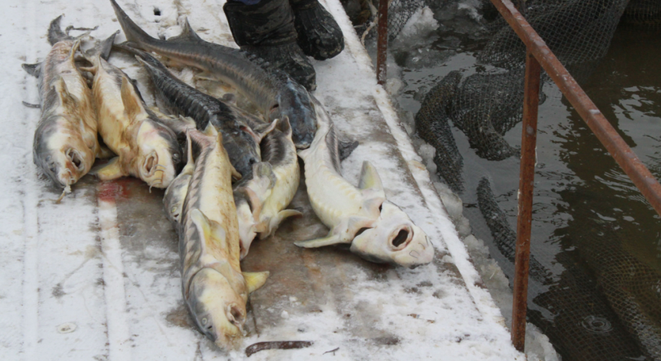 Комиссия назвала потенциальные предприятия, виновные в гибели рыб в Атырау 