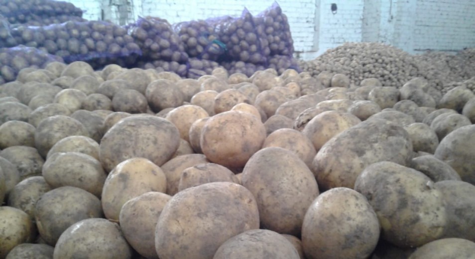 Спасет ли крахмальный завод Павлодарскую область от перепроизводства картофеля