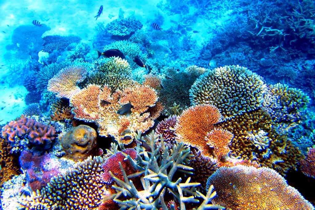 Ученые констатируют ухудшение состояния Большого Барьерного рифа
