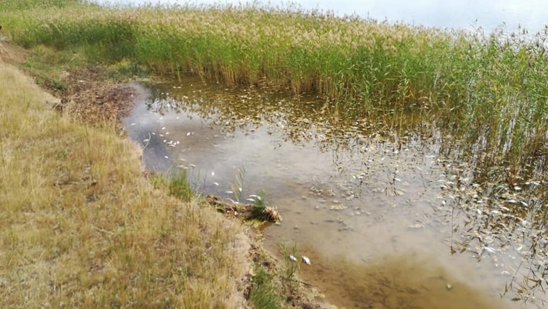 Массовую гибель рыбы зафиксировали экологи в озере Тулумбай на севере РК 