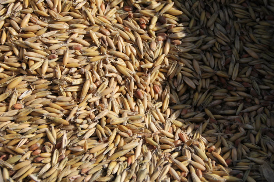 На элеваторы Казахстана поступило 3,6 млн тонн мягкой пшеницы