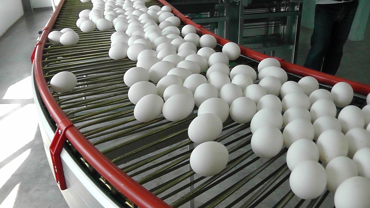 Китай может открыть рынок для казахстанских птицефабрик 
