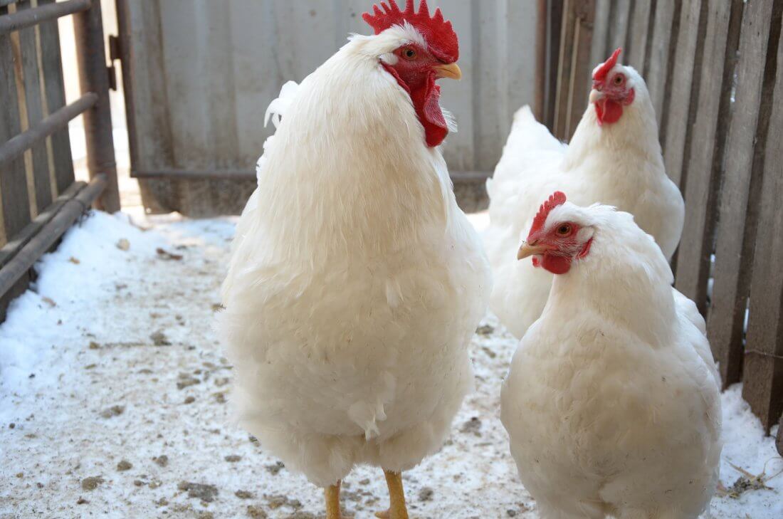 Понесшая потери от птичьего гриппа костанайская птицефабрика нуждается в 1,5 млрд тенге 