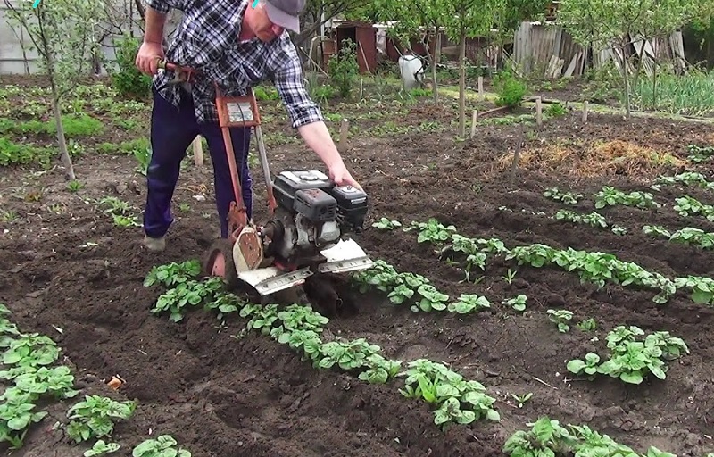 Жизнь после пандемии  