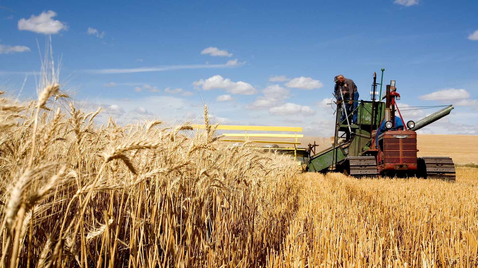 Минсельхоз США сохранил прогноз производства казахстанской пшеницы в текущем сельхозгоду