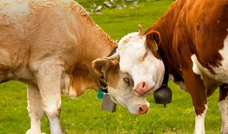 На 10% увеличилось поголовье скота в Мангистауской области